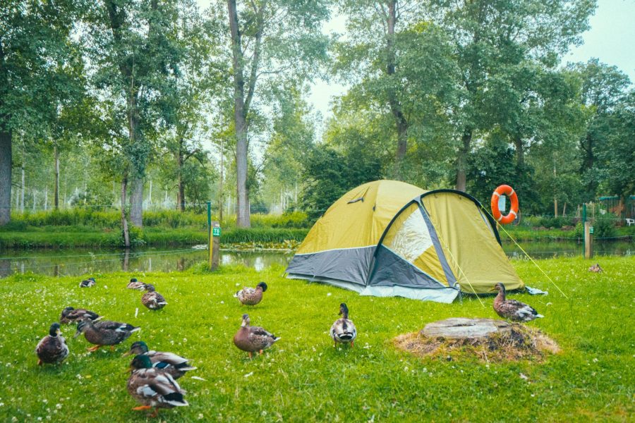 Staying in a tent among the ducks
